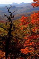Autumn Colors Near Rough Ridge - Blue Ridge Parkway